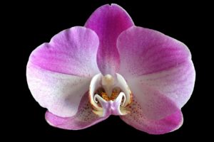 orchid-233425_1280